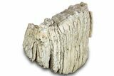 Fossil Columbian Mammoth Upper M Molar - South Dakota #300095-1